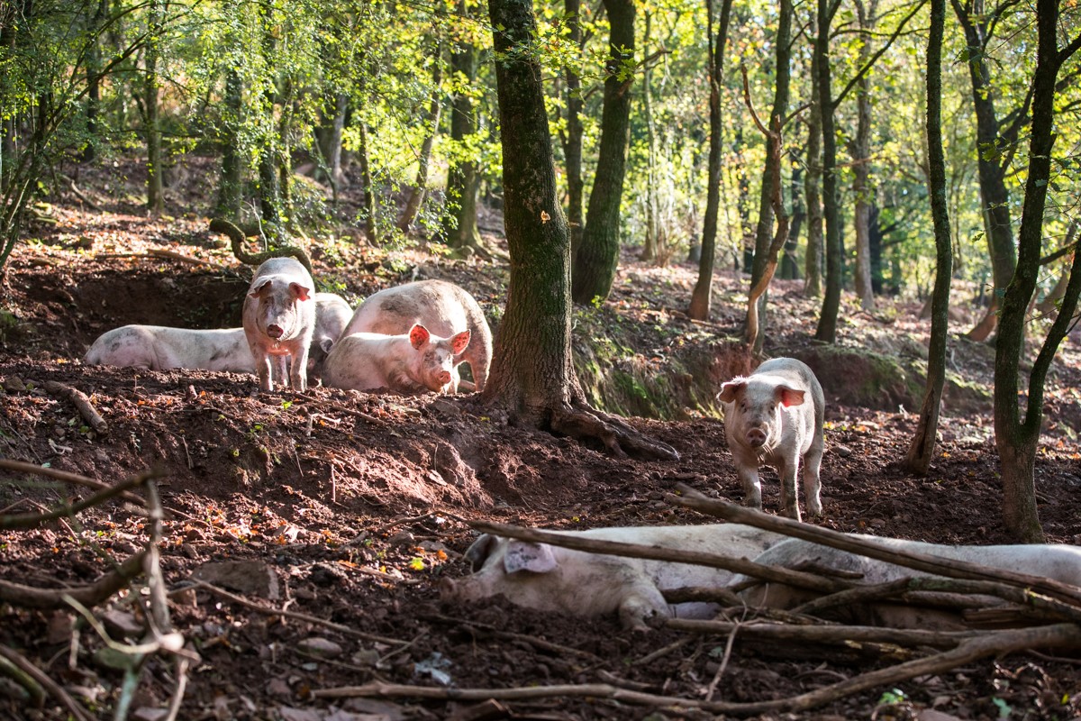 Conserverie Pays de l'Adour - élevage de porc élevés en liberté au pays basque
